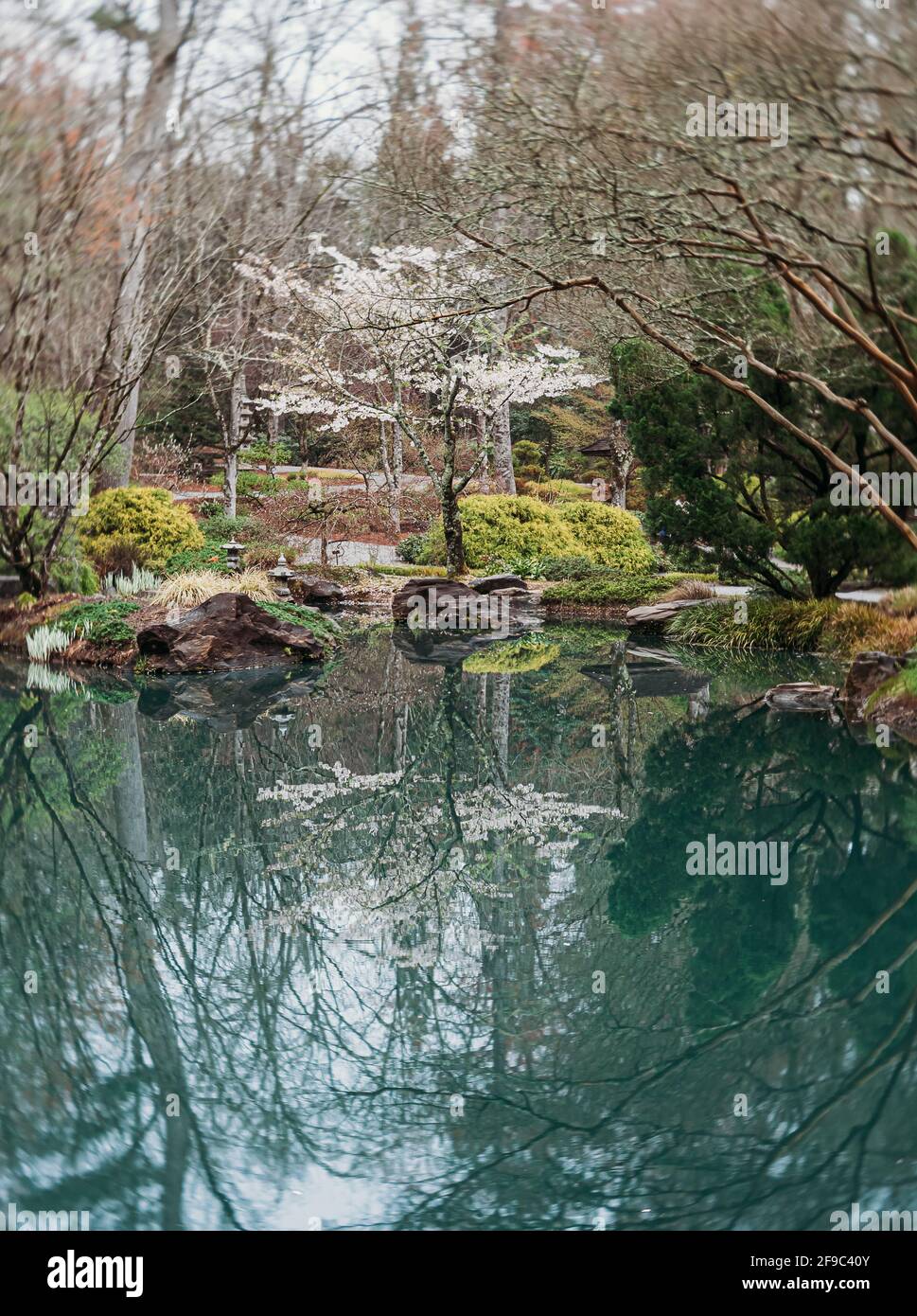 tree blooming reflection in Japanese garden at Gibbs Gardens Georgia Stock Photo
