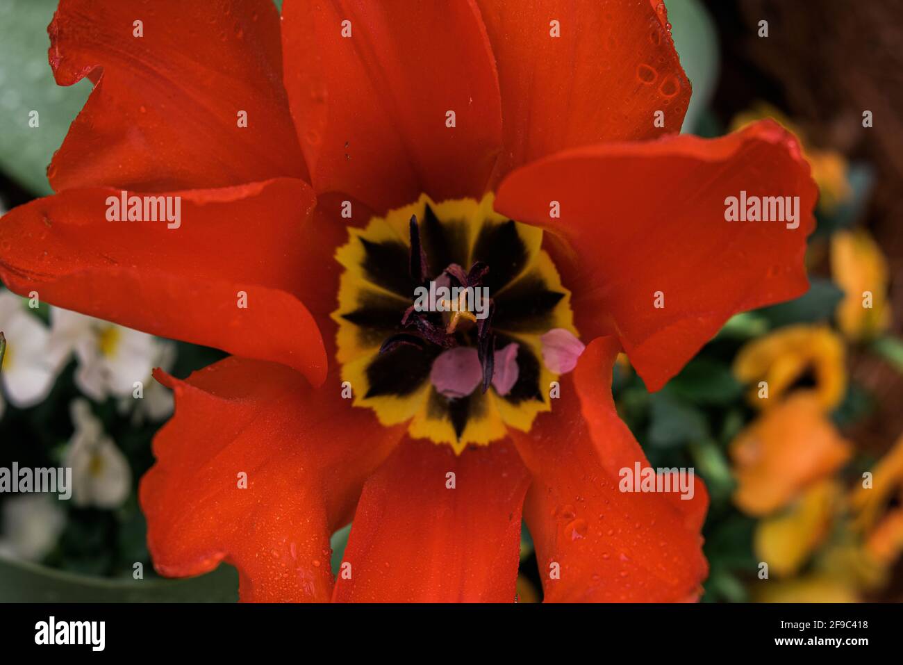 red yellow tulip in full bloom closeup of yellow stigma purple anther Stock Photo