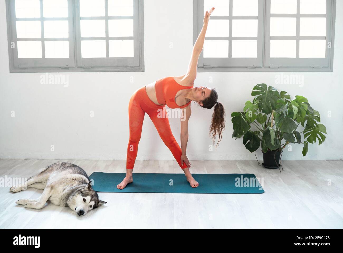 Young beautiful woman practicing yoga with dog, parivrtta trikonasana Stock Photo