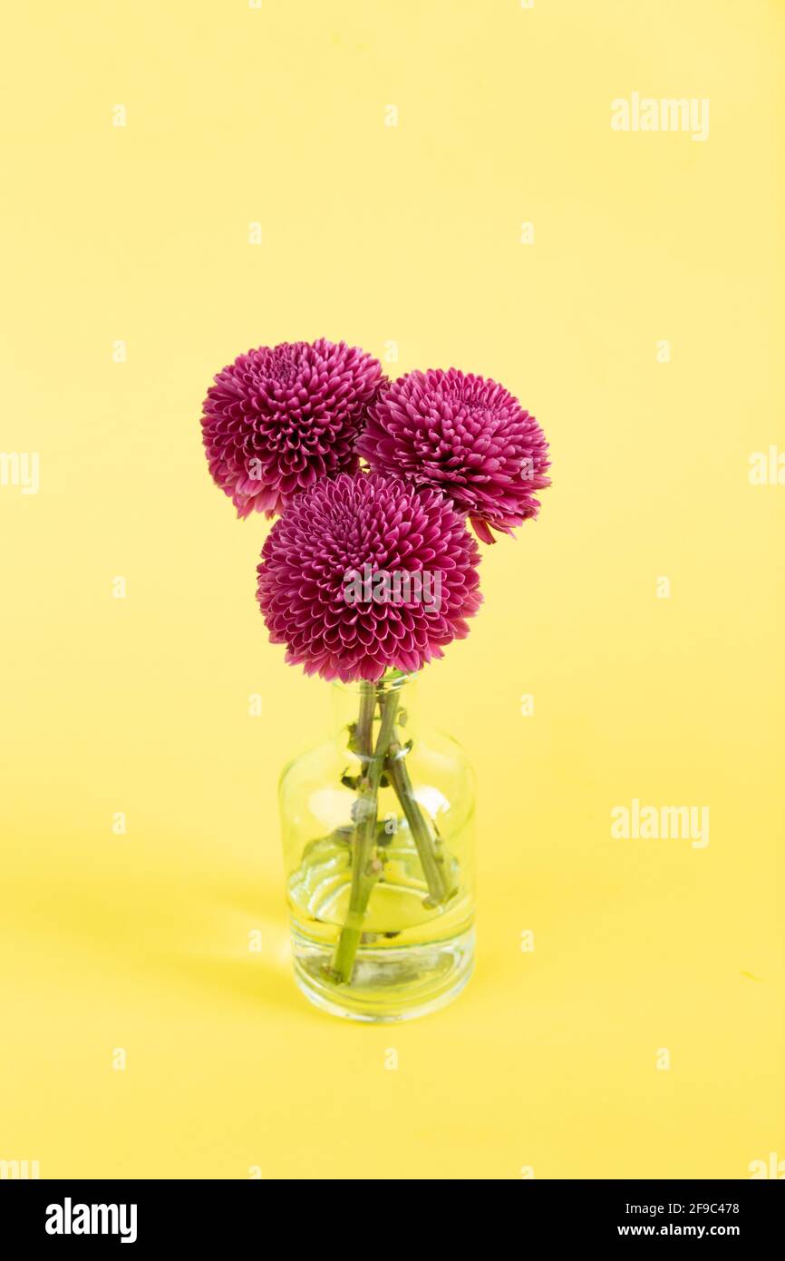 Cluster of 3 purple dahlias on cheerful, vibrant yellow backgrou Stock Photo