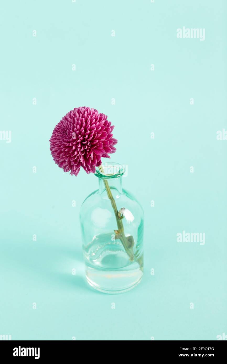 One flower leaning camera left in vase on turquoise blue Stock Photo