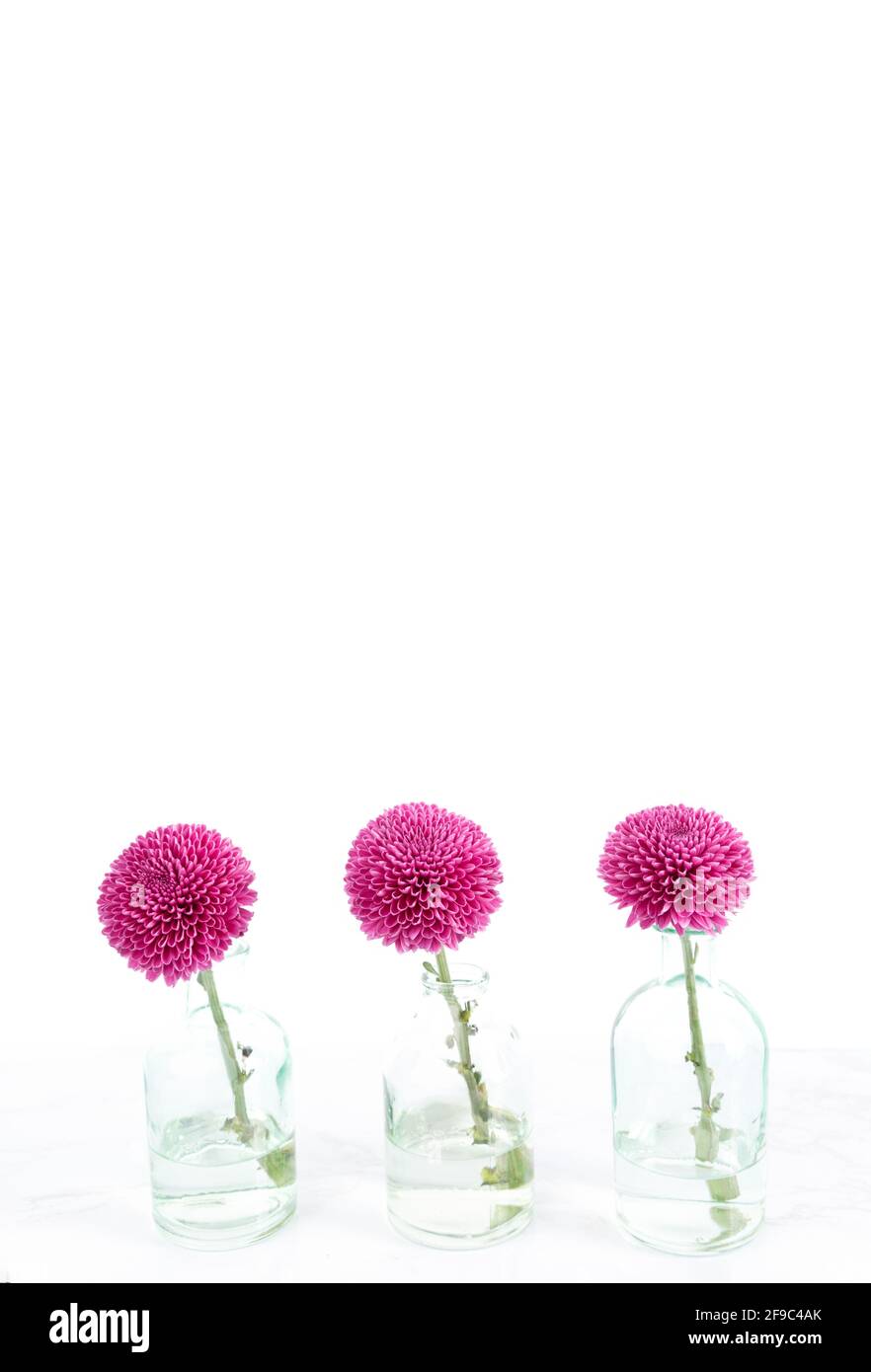 Three hot pink flowers in vases on white with a lot of room for Stock