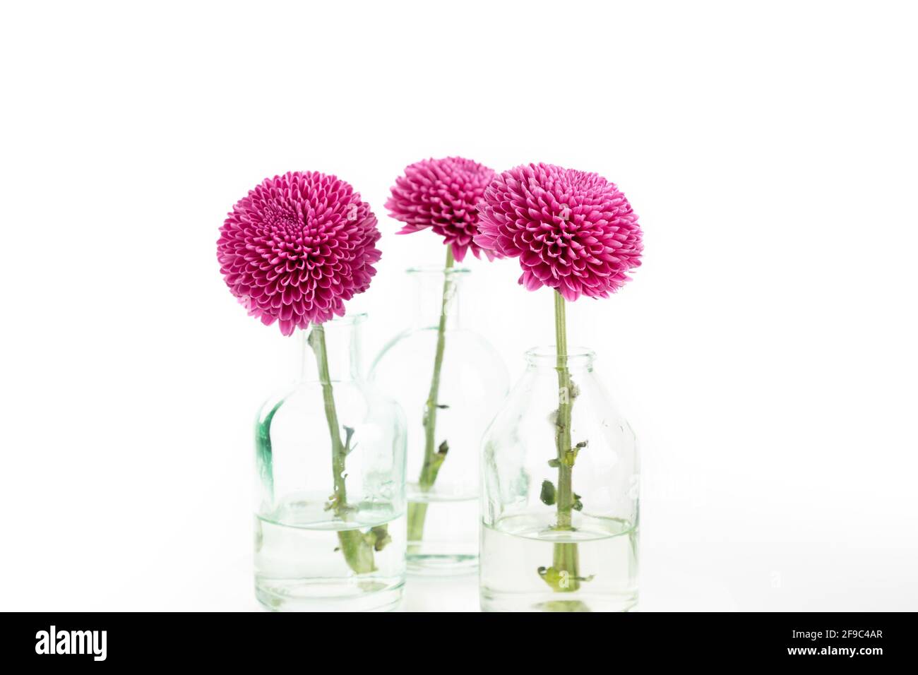 Cluster of pink dahlias in bud vases on bright white background Stock