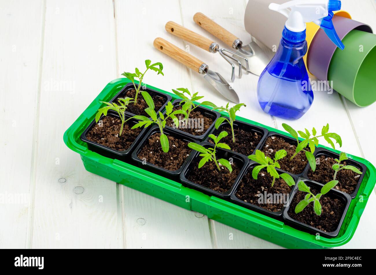 Spring growing vegetable seedlings in container, organic farming
