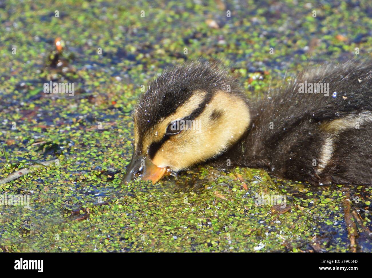 Close up of Duckling feeding on weed. Stock Photo