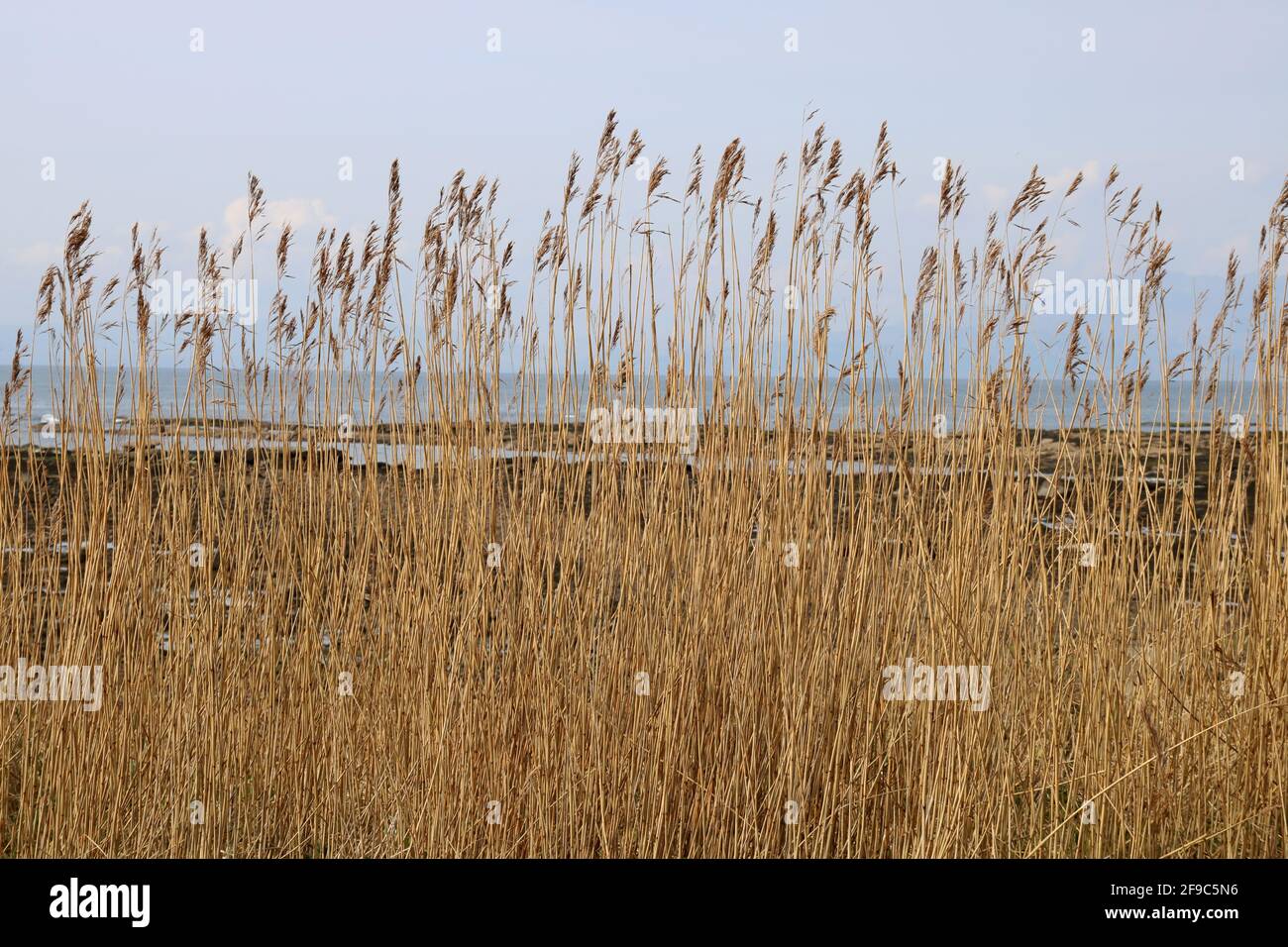 Reeds growing at a coastal beach location Stock Photo