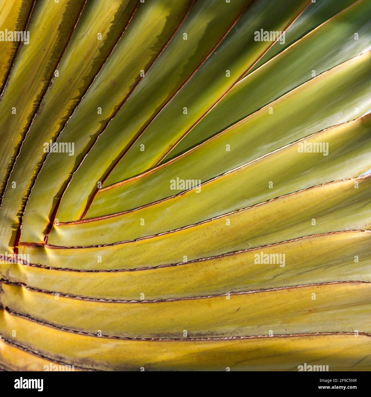 Tropical green leaf hi-res stock photography and images - Alamy