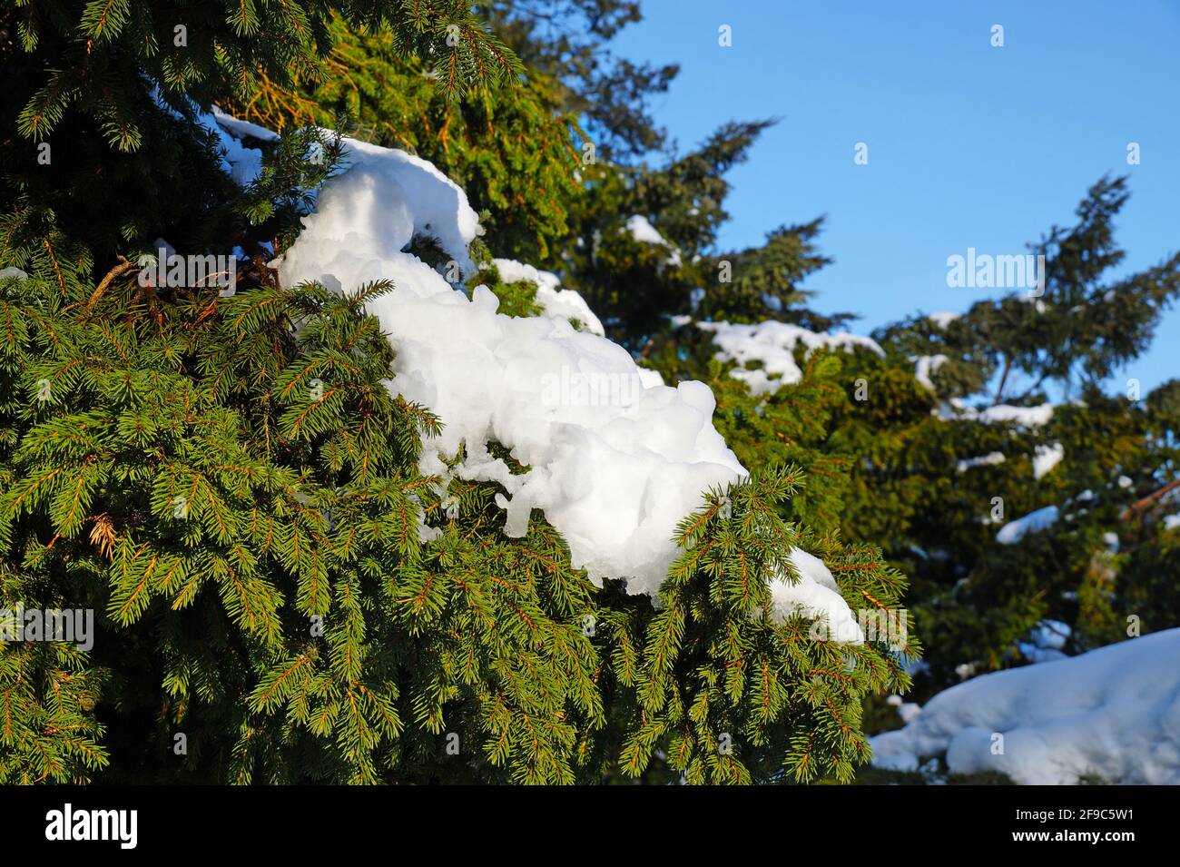 End of winter. Caps of snow melting in the sun. Stock Photo