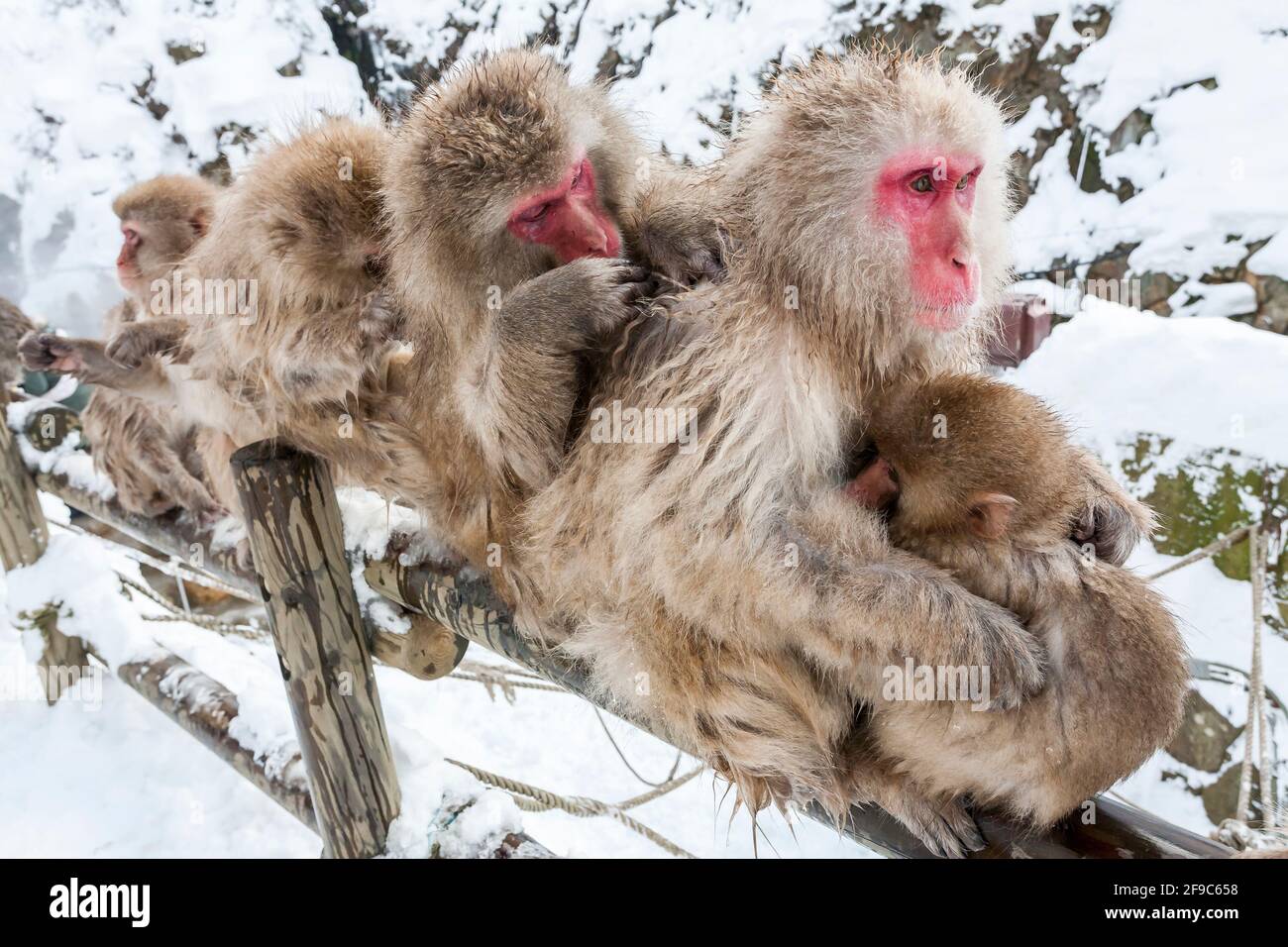 Group of Snow monkeys sitting on the fence, Yudanaka, Japan Stock Photo