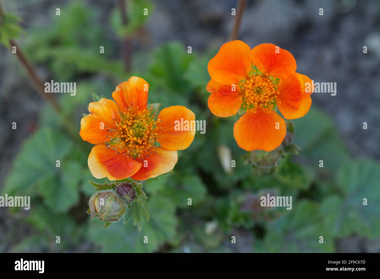 Geum coccineum 'Queen of Orange' in flower in spring UK Stock Photo