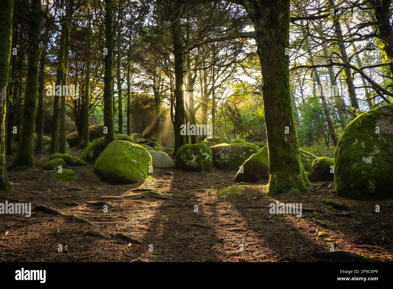 Forest in spring with beautiful bright sun rays. Amazing wood with ...
