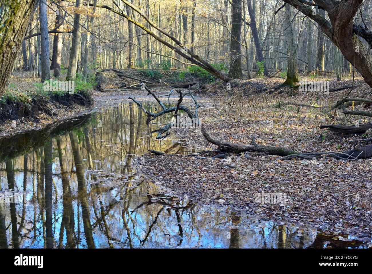 Beautiful view of a river flowing through the forest in fall the tree ...