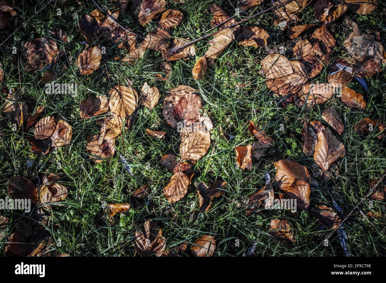 Top view of fallen dry leaves on the ground Stock Photo - Alamy