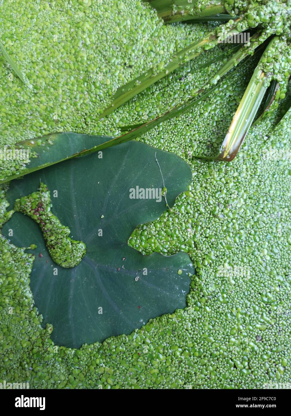 Shot of green coccidae on leaves Stock Photo