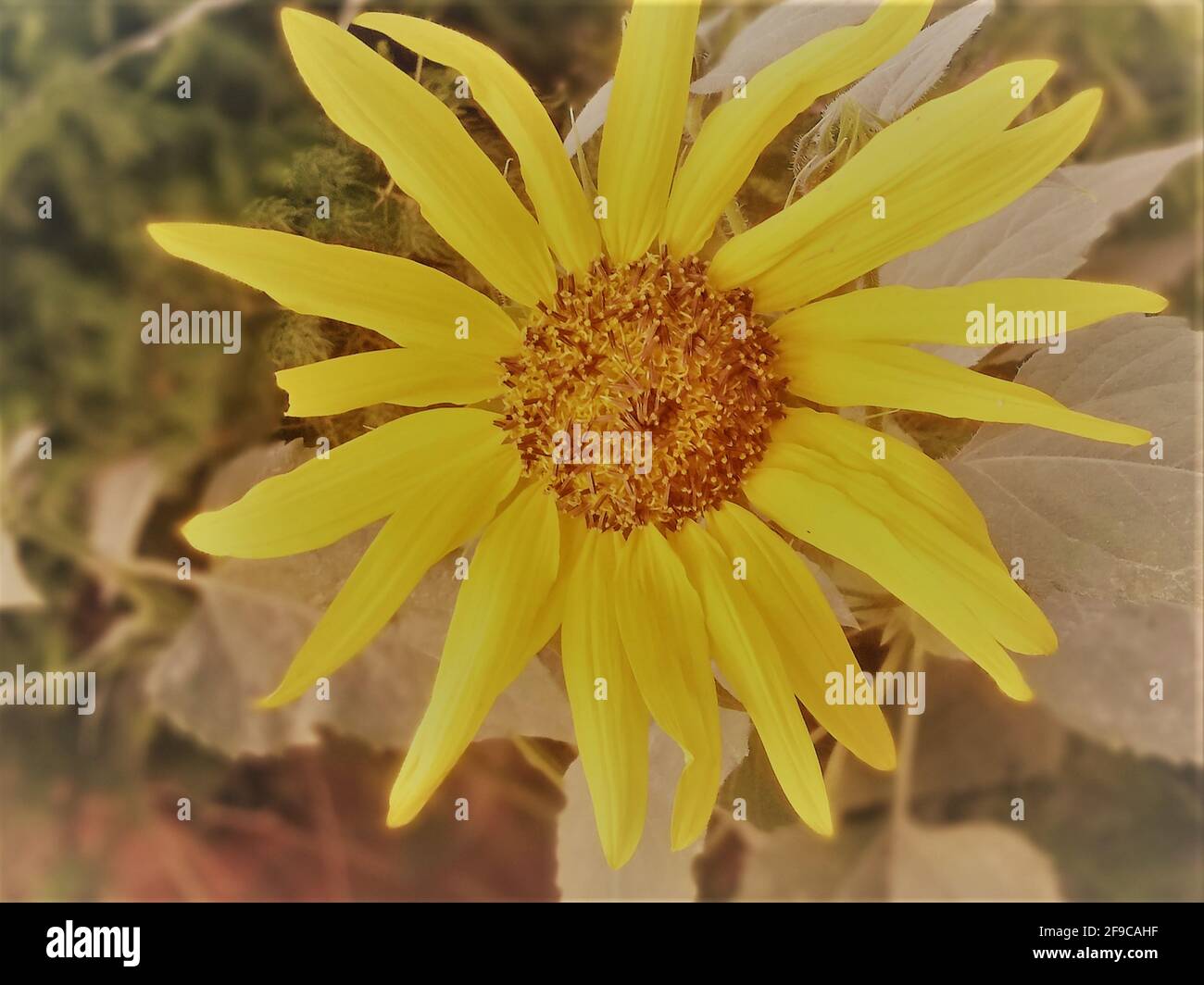 yellow sunflower flower close-up in a field Stock Photo - Alamy