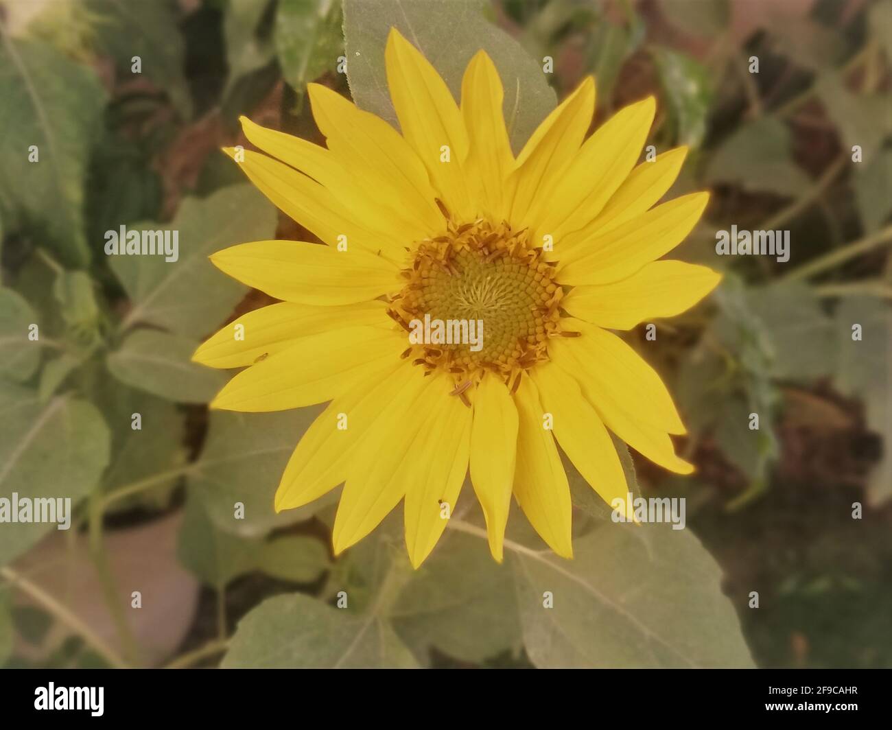 bright sunflower flower on a dark background Stock Photo