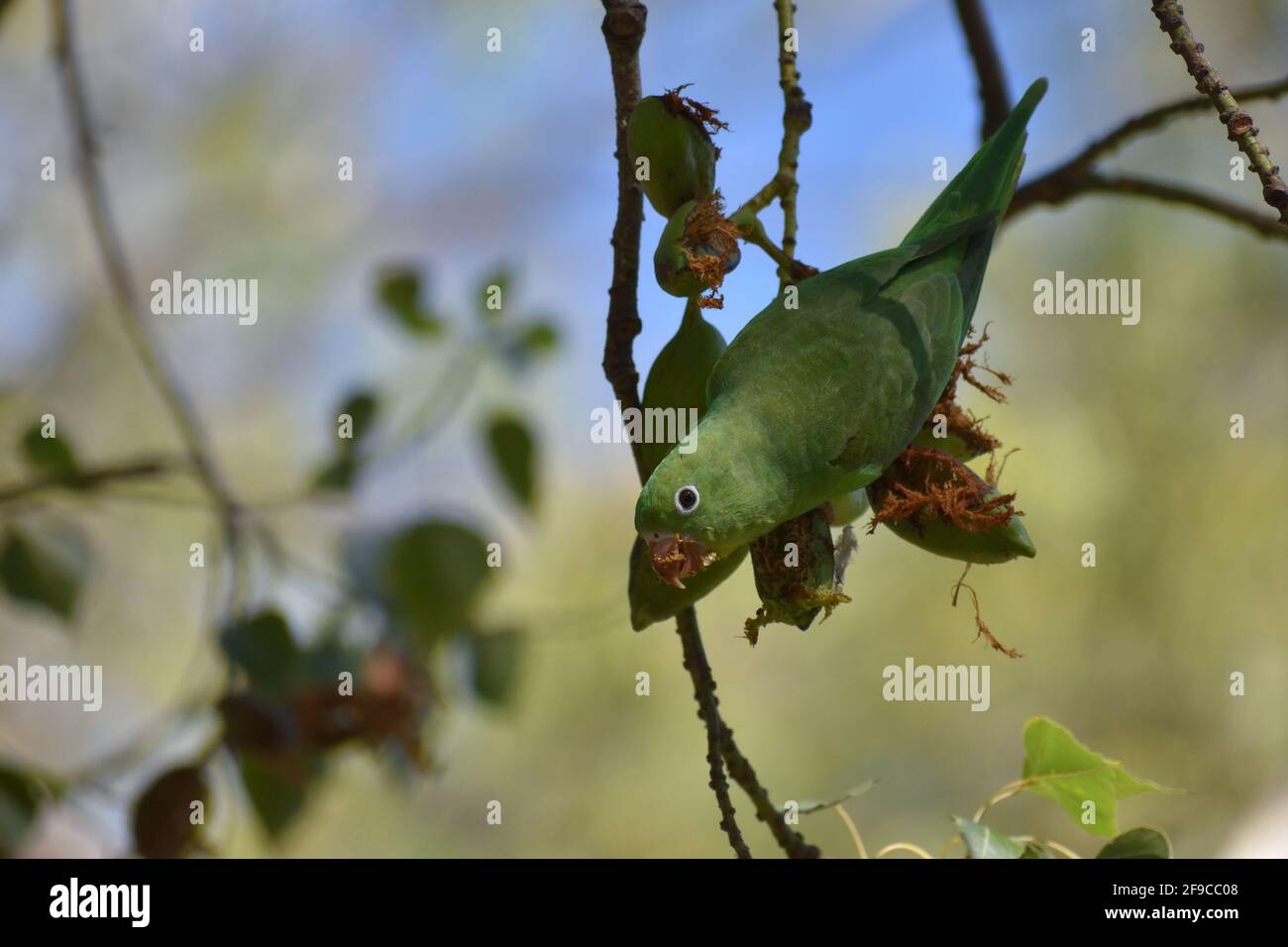 Yellow-chevroned parakeet (brotogeris chiriri), feeding on a kurrajong tree (Brachychiton populneus) in Buenos Aires city Stock Photo