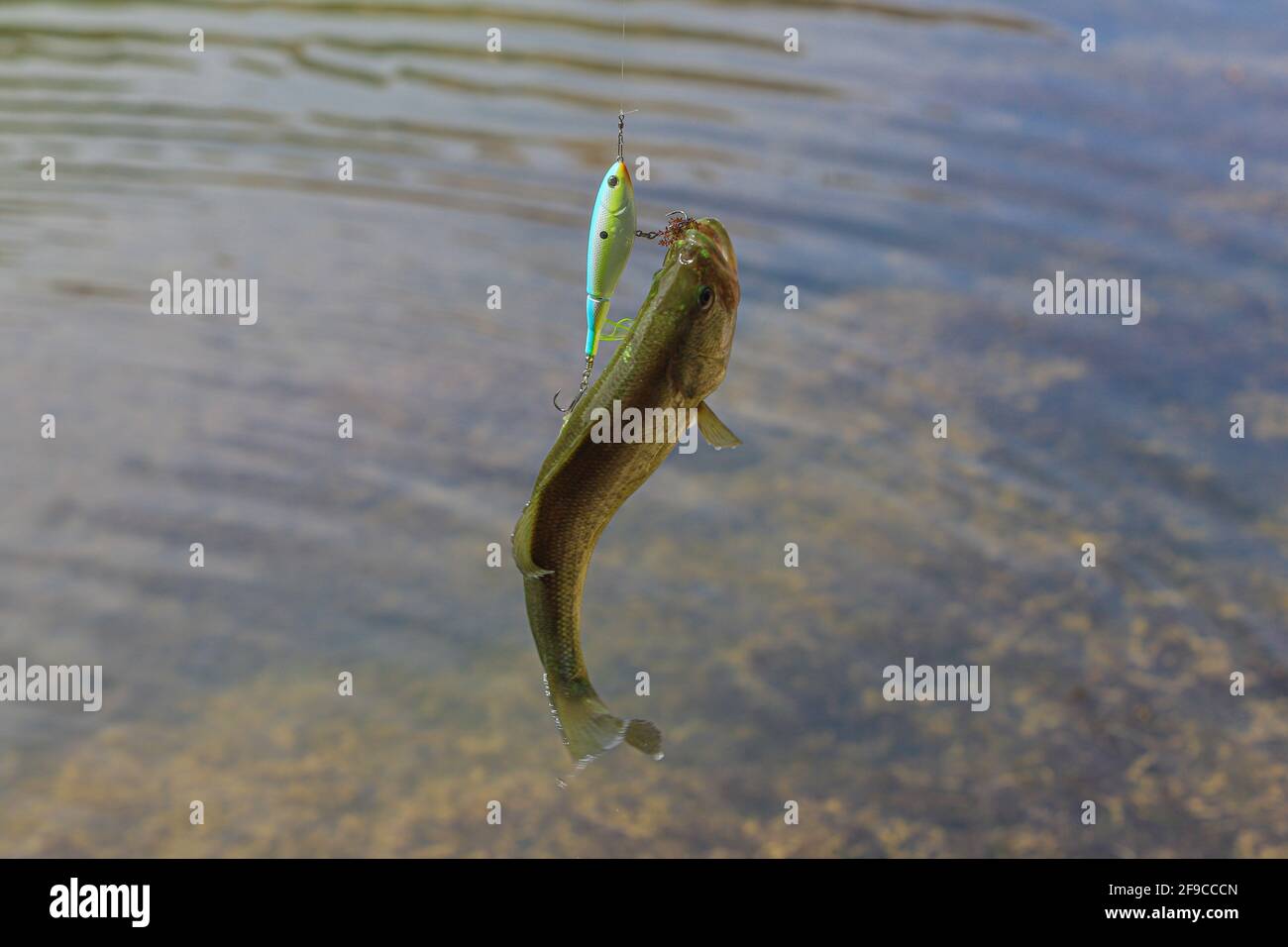 Fish Sligh Sport fishing for Largemouth Bass in the wetland of La Sauceda ...