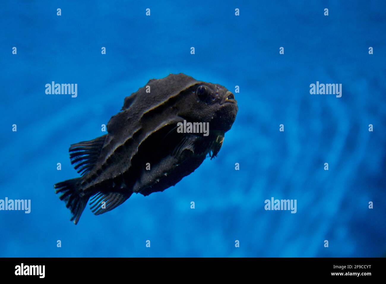 Black lumpsucker, or lumpfish (Cyclopterus lumpus) swims in aquarium. Stock Photo