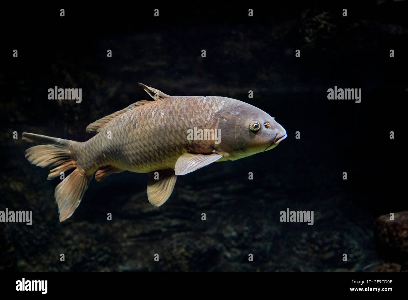 Common carp (Cyprinus carpio) swims in aquarium. Stock Photo