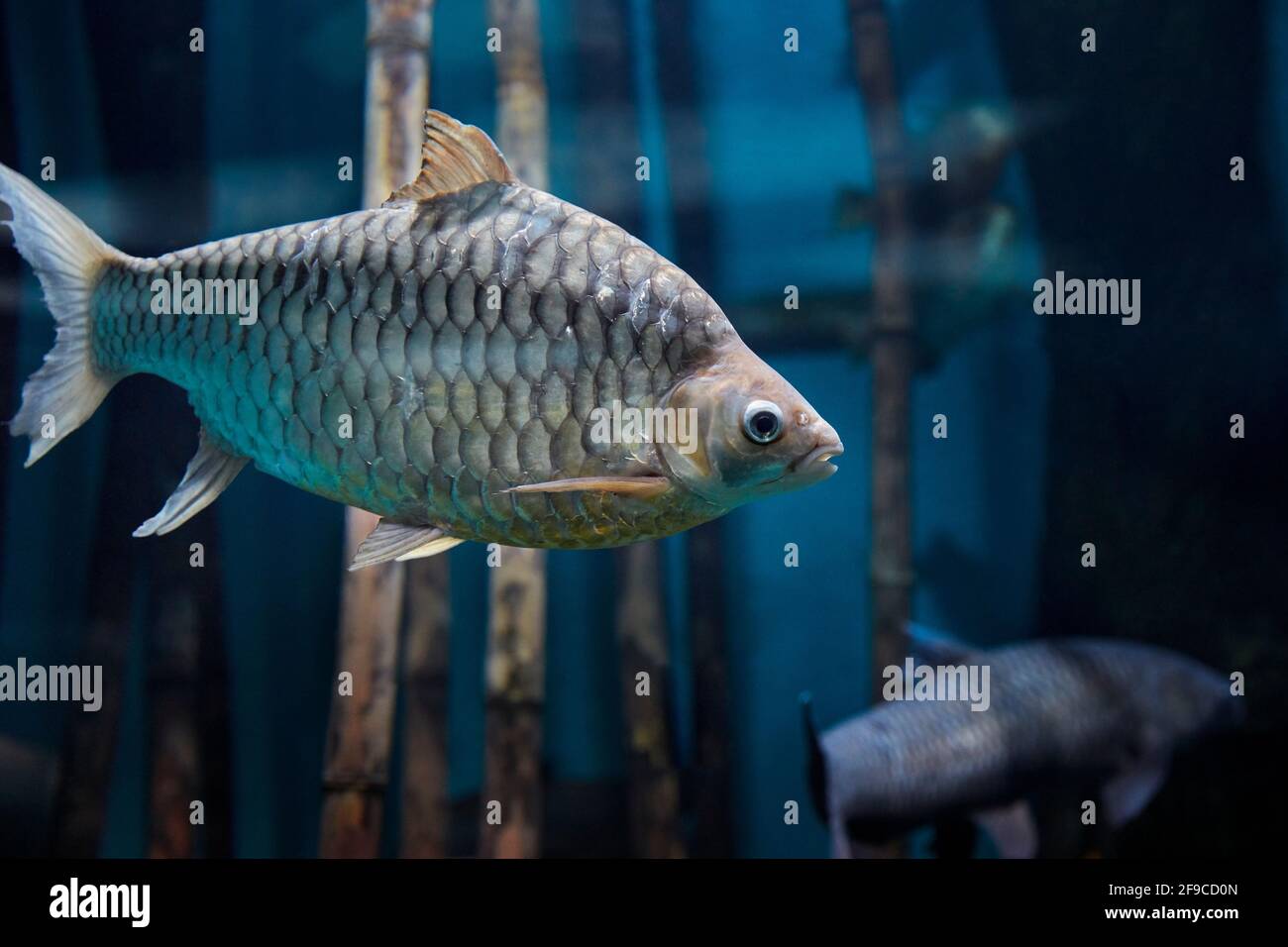 Silver barb, or Java barb (Barbonymus gonionotus) swims in aquarium. Stock Photo