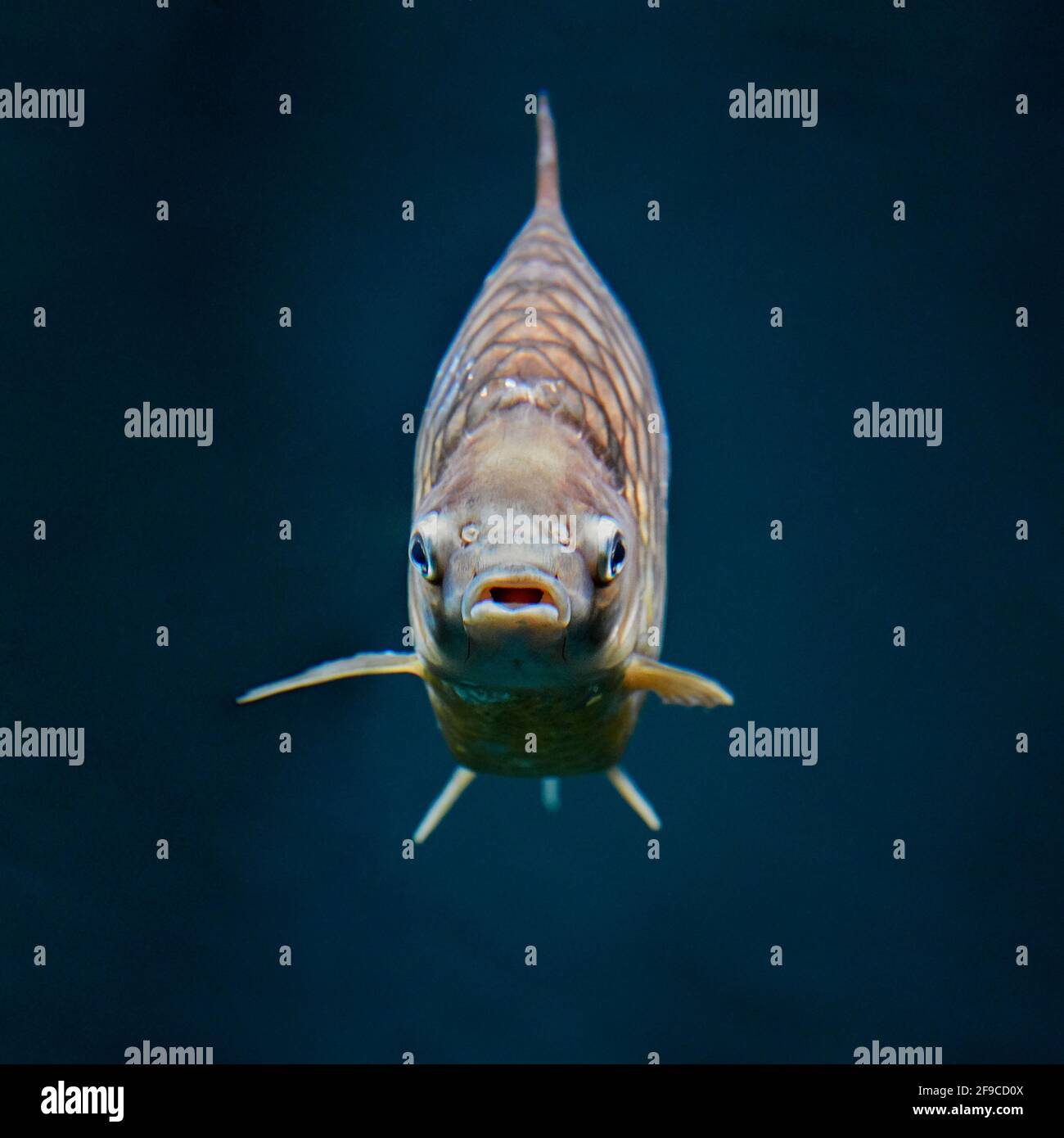 Silver barb, or Java barb (Barbonymus gonionotus) swims towards camera in aquarium. Stock Photo