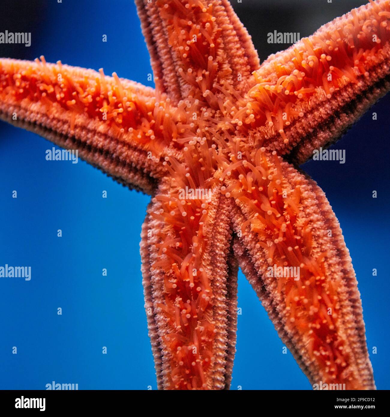 Close up view of the oral (lower) surface of a red starfish in aquarium. Stock Photo