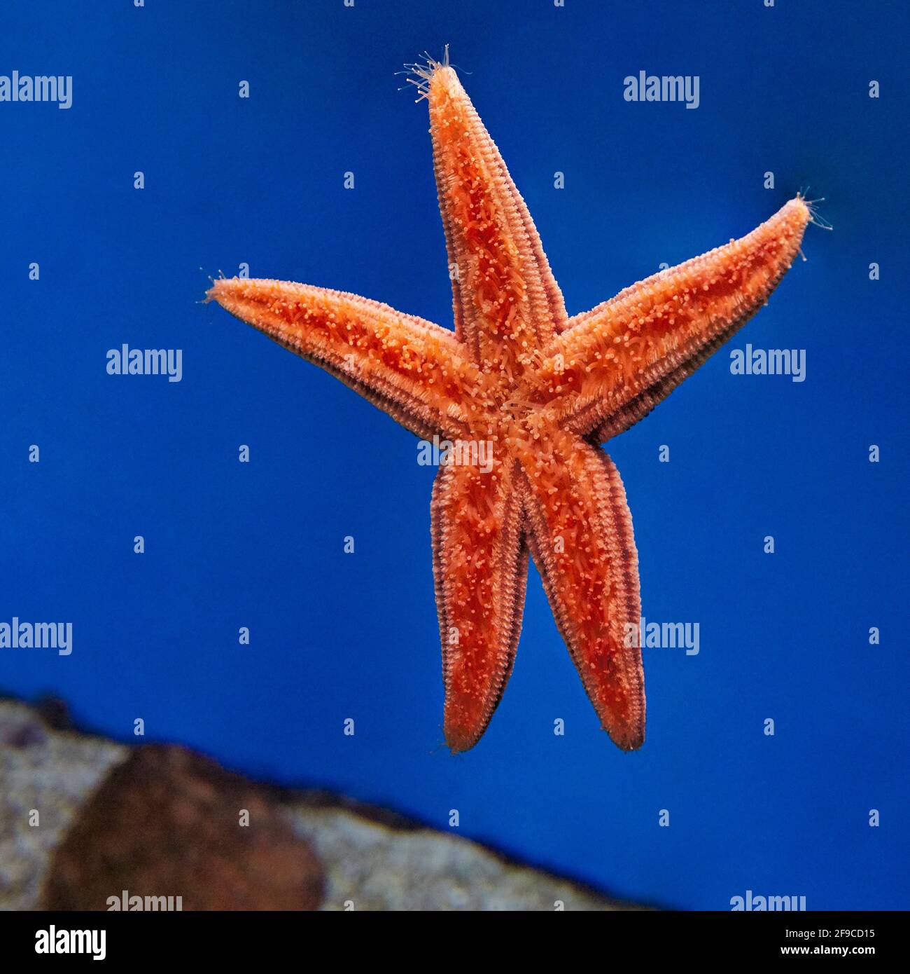 Starfish oral surface hi-res stock photography and images - Alamy