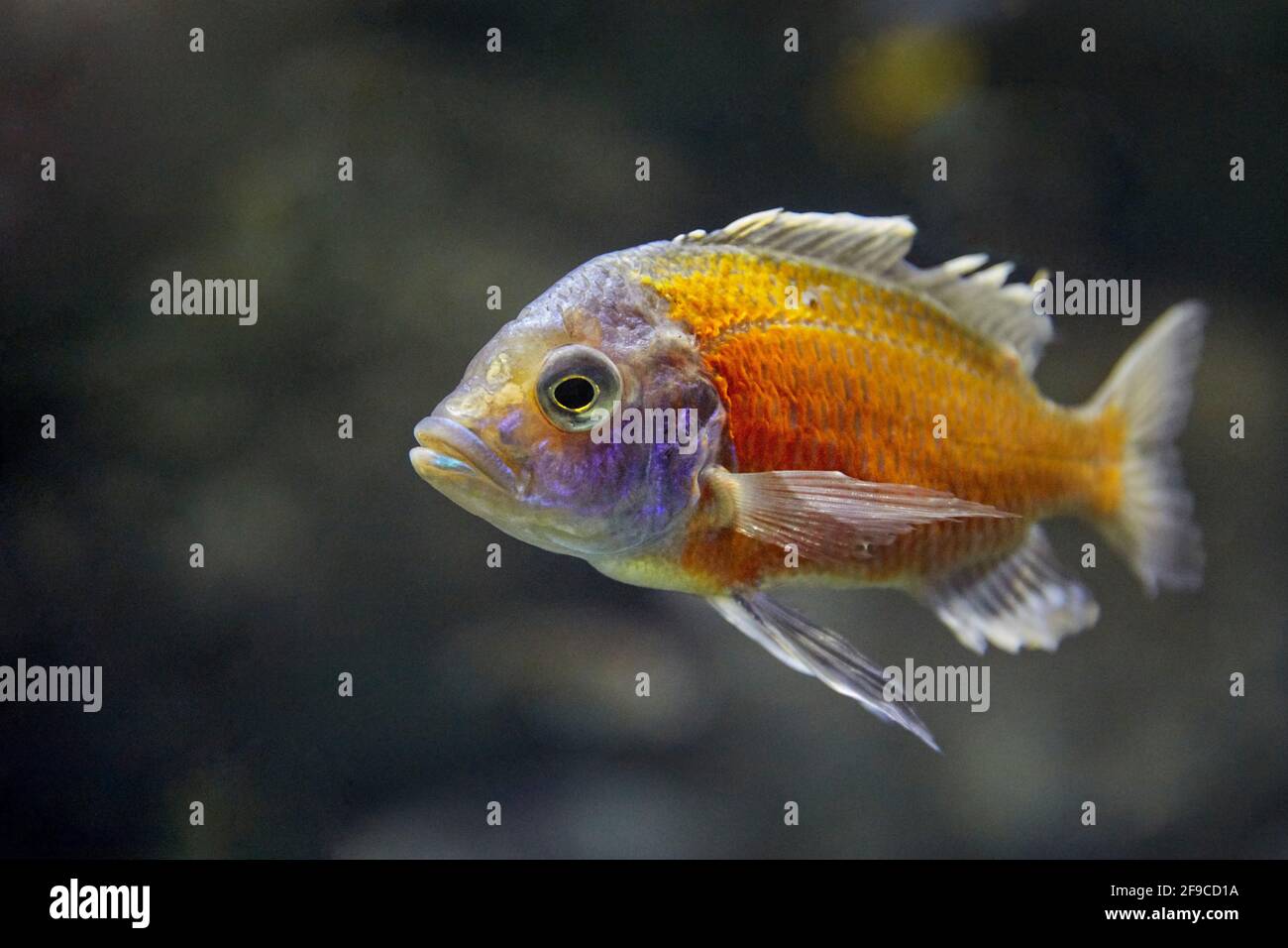 Captive Redfin Hap (Copadichromis borleyi), a species of haplochromine cichlid fish endemic to Lake Malawi in East Africa. Stock Photo