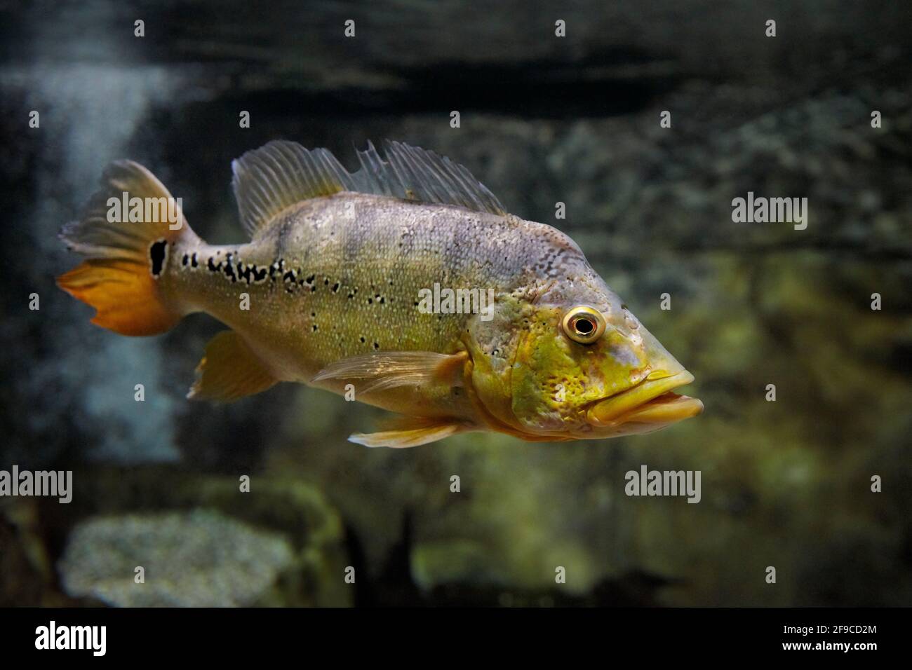 The butterfly peacock bass (Cichla ocellaris) swims in aquarium. Stock Photo