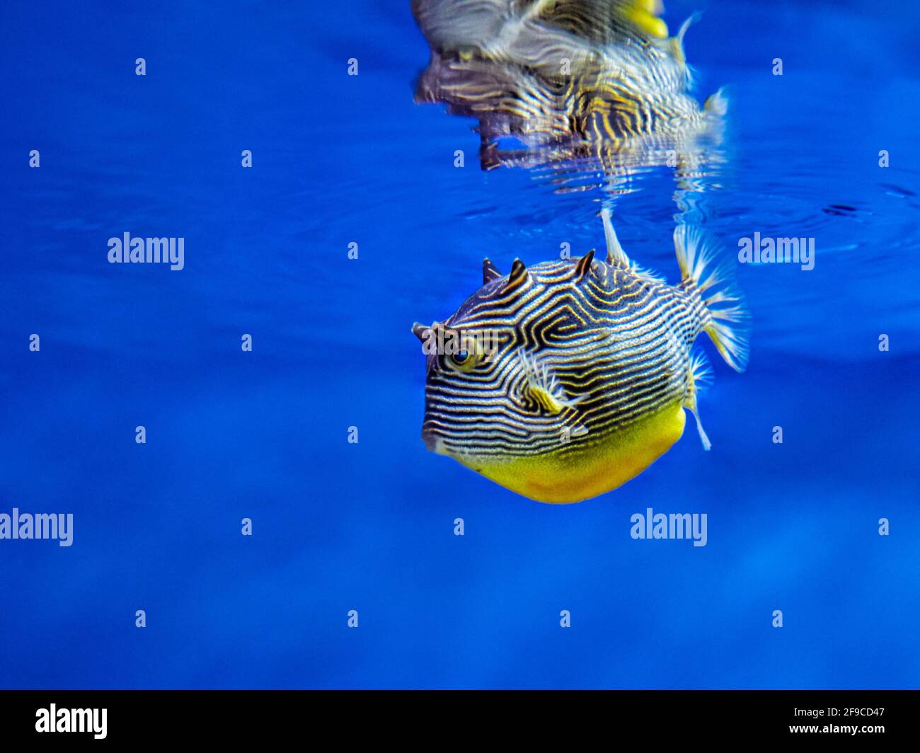 Aracana aurita, stripped cowfish swimming in a clear crystal water of an  aquarium Stock Photo - Alamy