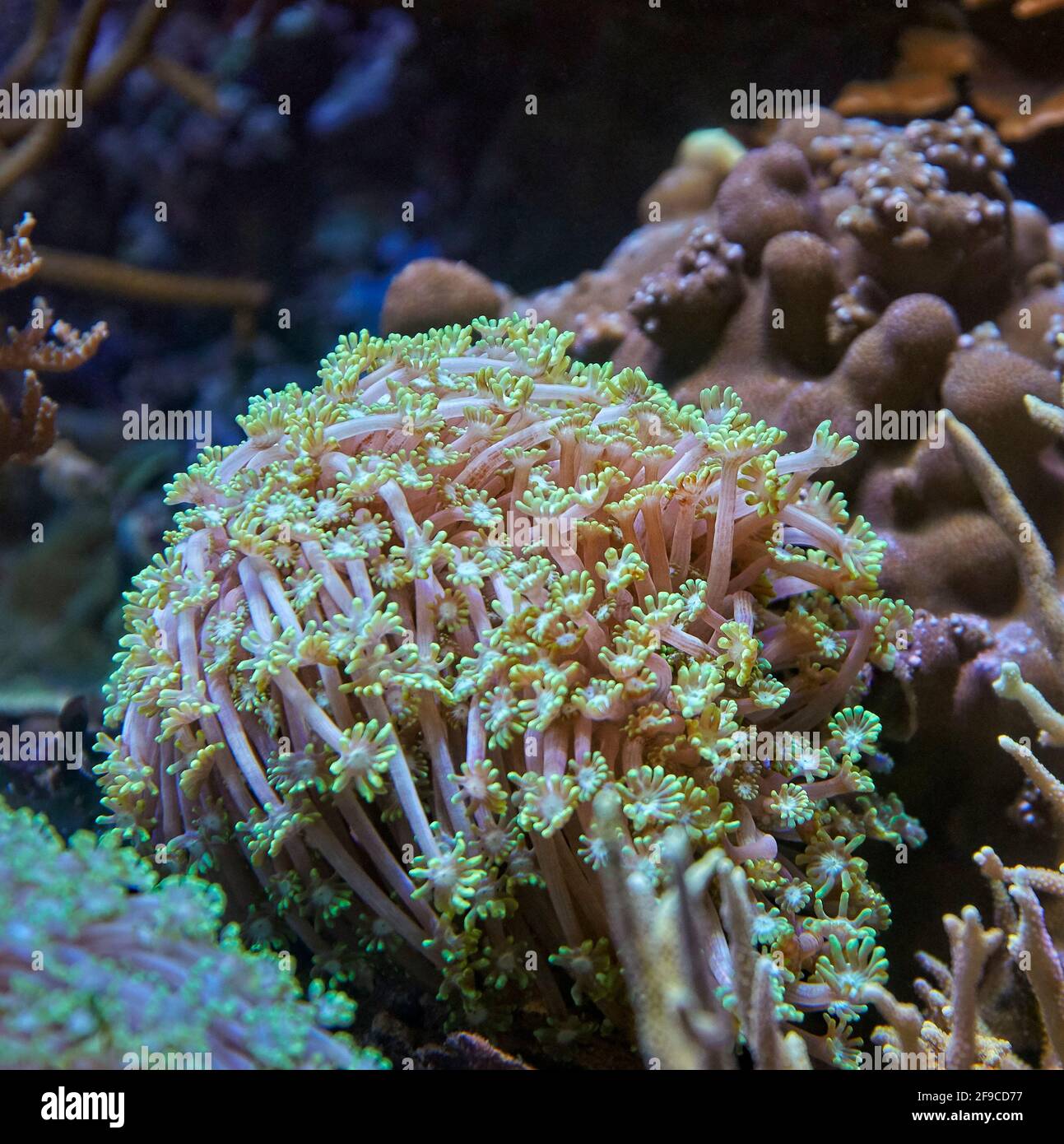 Flowerpot coral (Goniopora sp.) in aquarium. Stock Photo