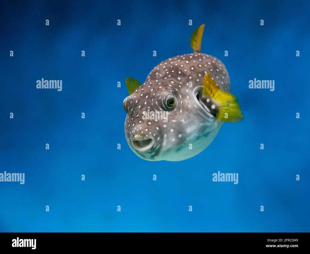 White-spotted puffer (Arothron hispidus) swims towards the viewer in aquarium. Stock Photo
