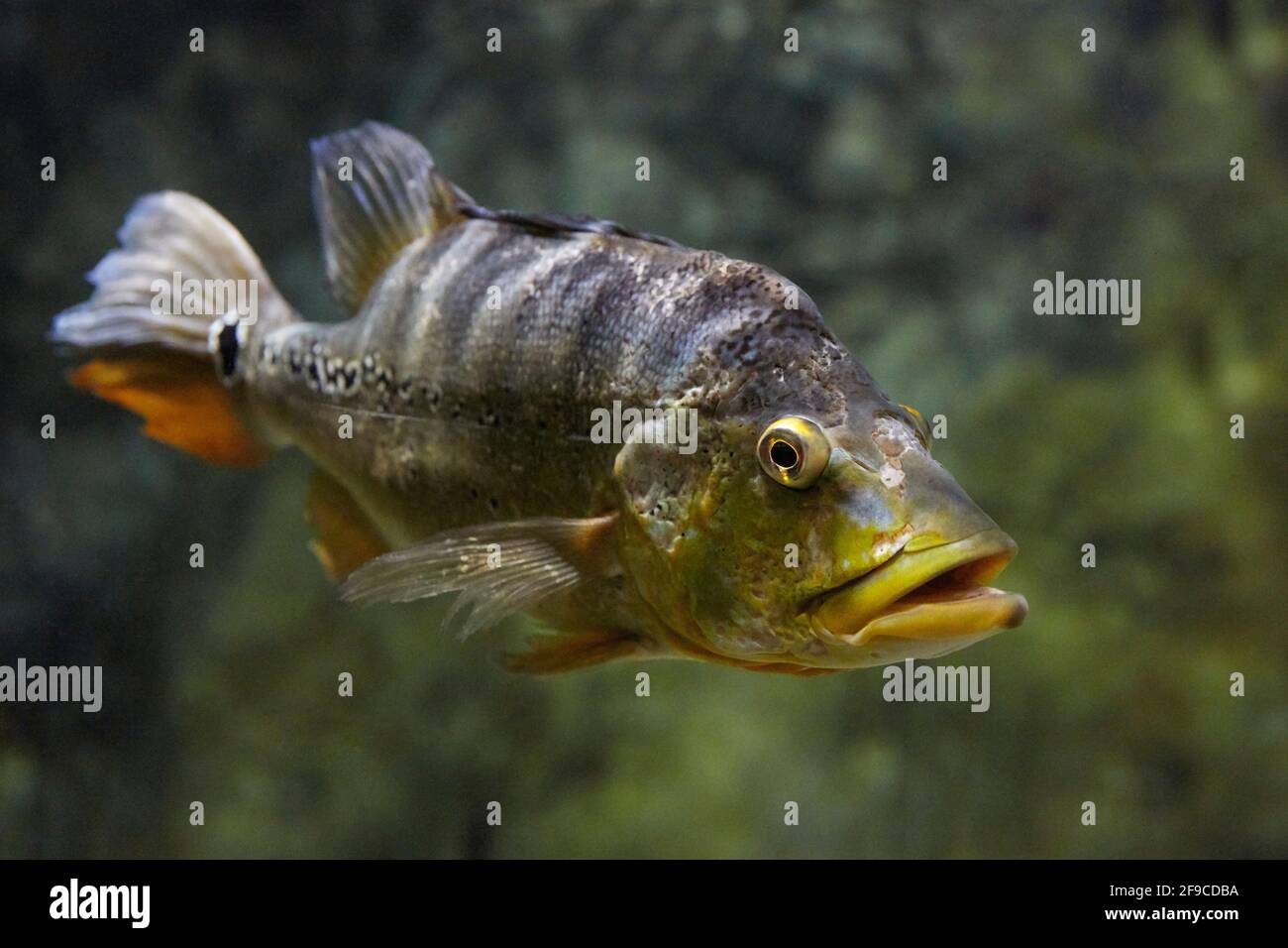 The butterfly peacock bass (Cichla ocellaris) swims in aquarium. Stock Photo