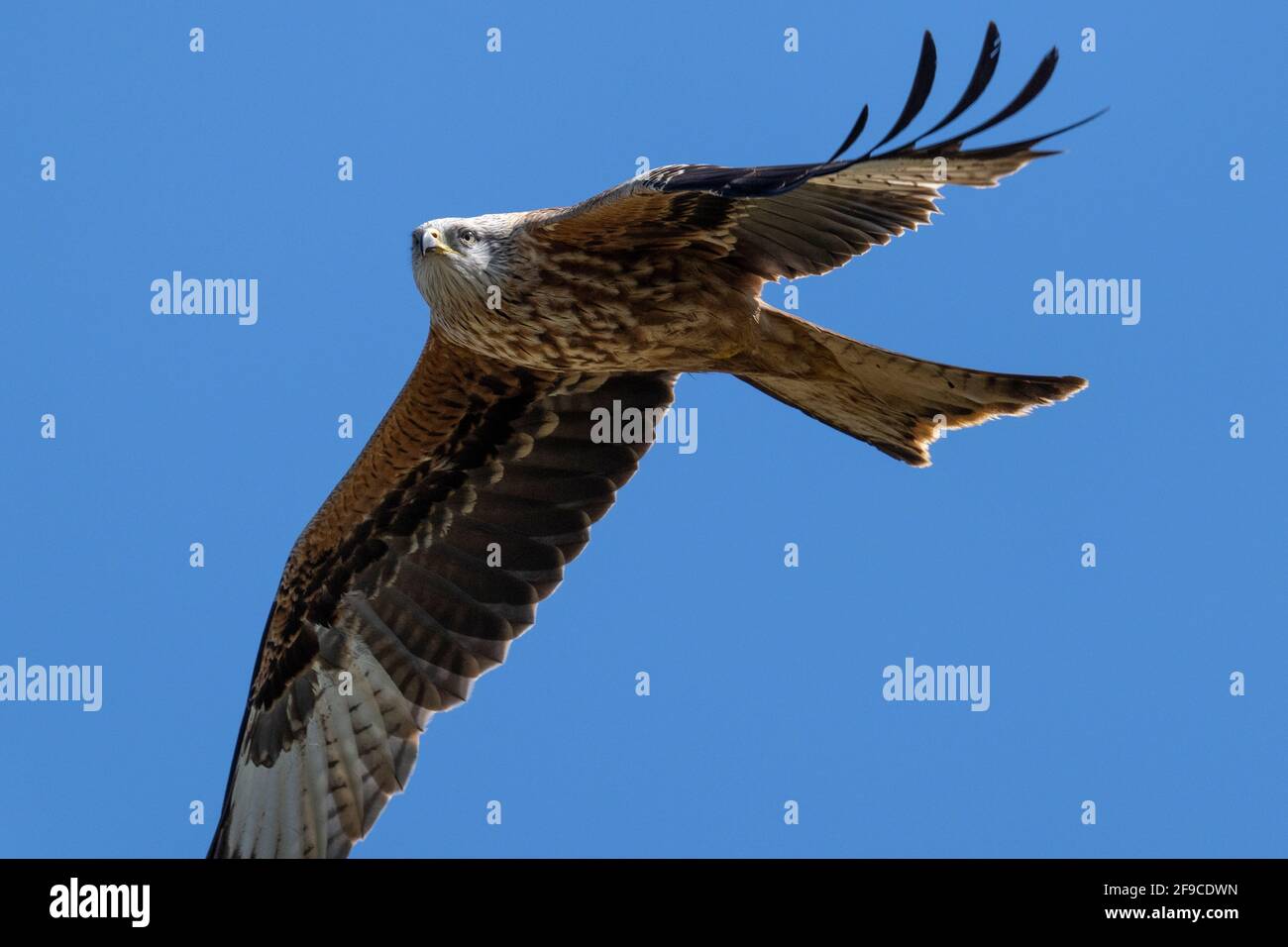 Red Kite (Milvus milvus), flying over farmland on the Warlingham and Woldingham border, Surrey