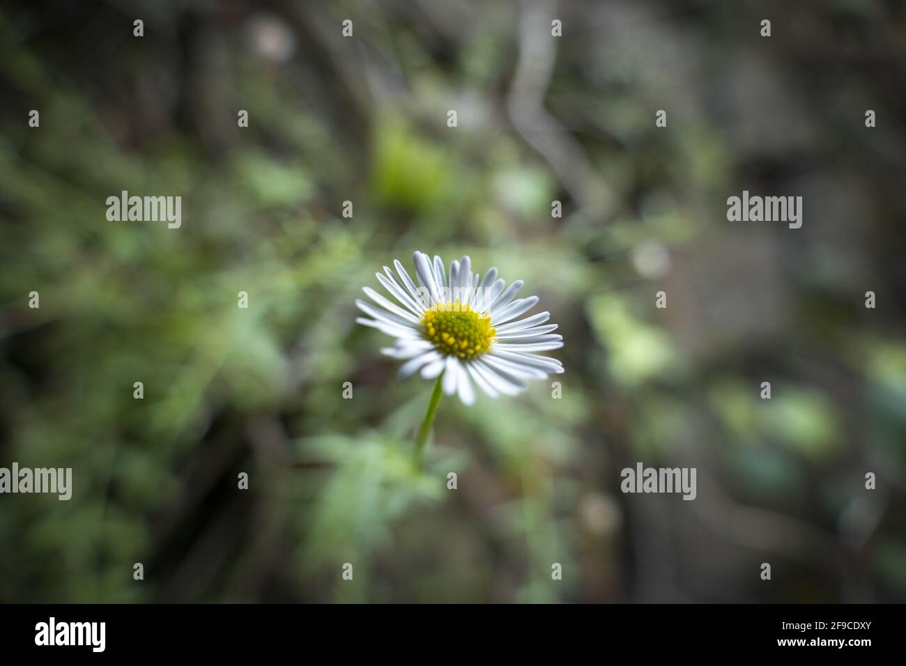 Single daisy-like Mexican fleabane blooming in the forest Stock Photo