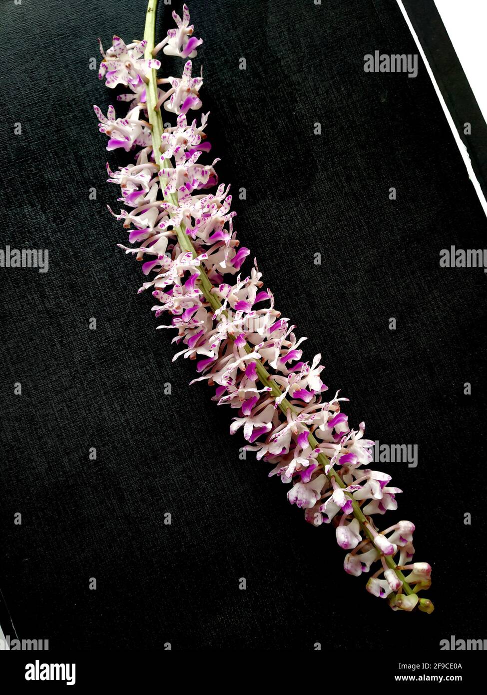 Foxtail Orchid, also called as Rhynchostylis retusa, it's an exotic blooming orchid.it is also assam's state flower is called kopou ful . Stock Photo