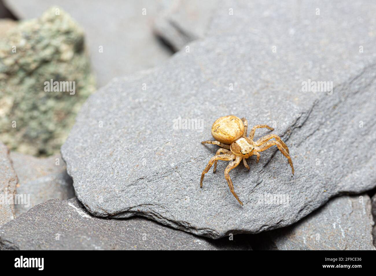 common crab spider / Xysticus sp. Stock Photo