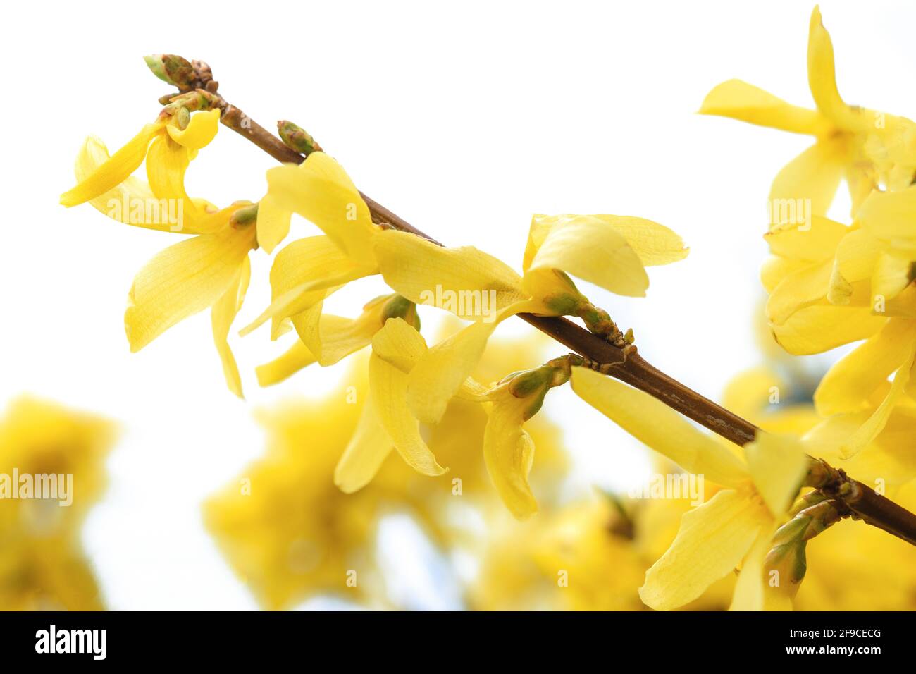 Beautiful blooming yellow forsythia flowers in close-up on w white background Stock Photo