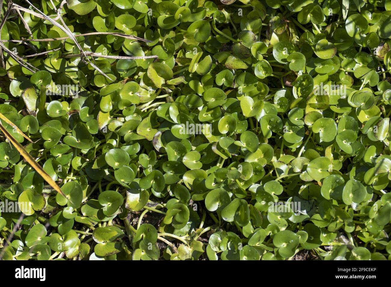 Closeup shot of dichondra grass during daylight Stock Photo