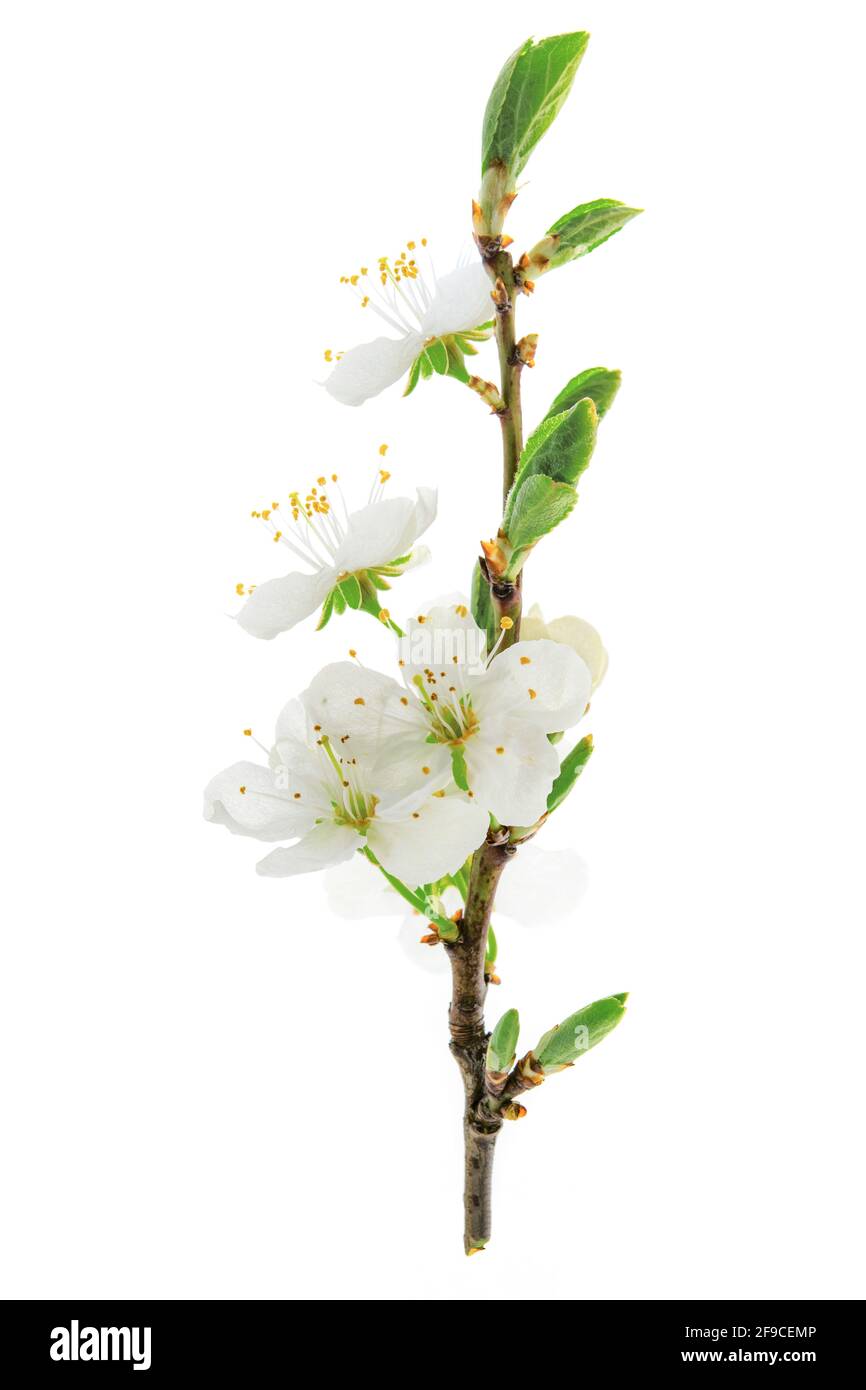 Beautiful blossoming cherry branch isolated on a white background in ...
