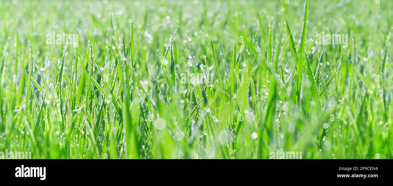 Wide spring nature advertisement banner - beautiful morning dew on the young grass in bright sunlight in the morning Stock Photo