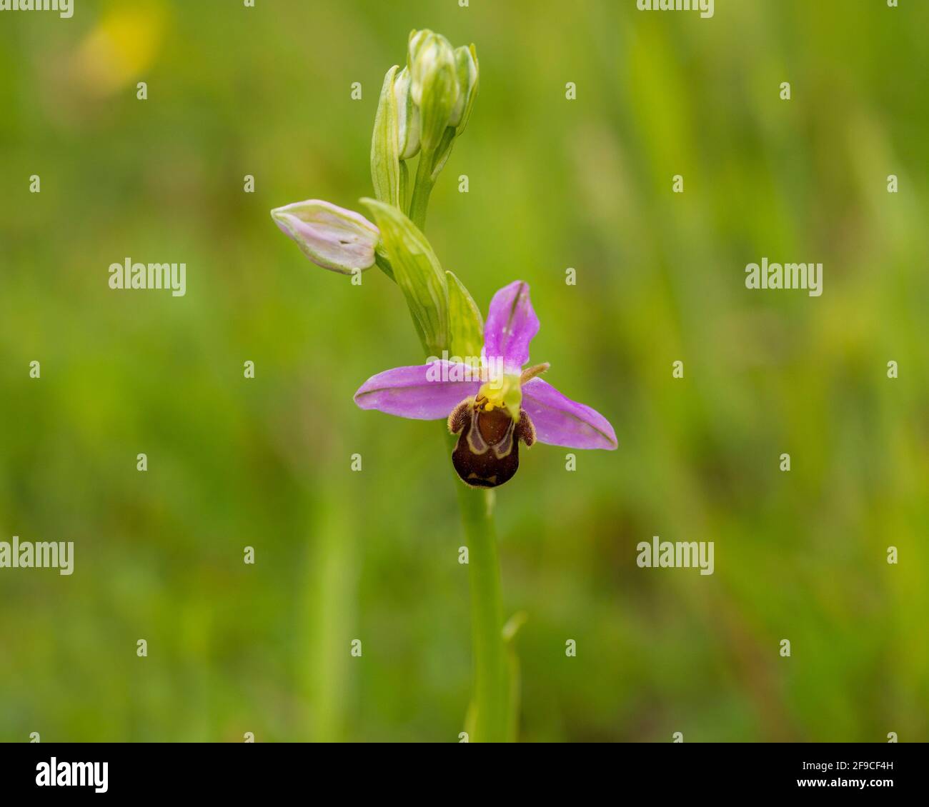 Bee Orchid (Ophrys apifera) flowering in a meadow Stock Photo