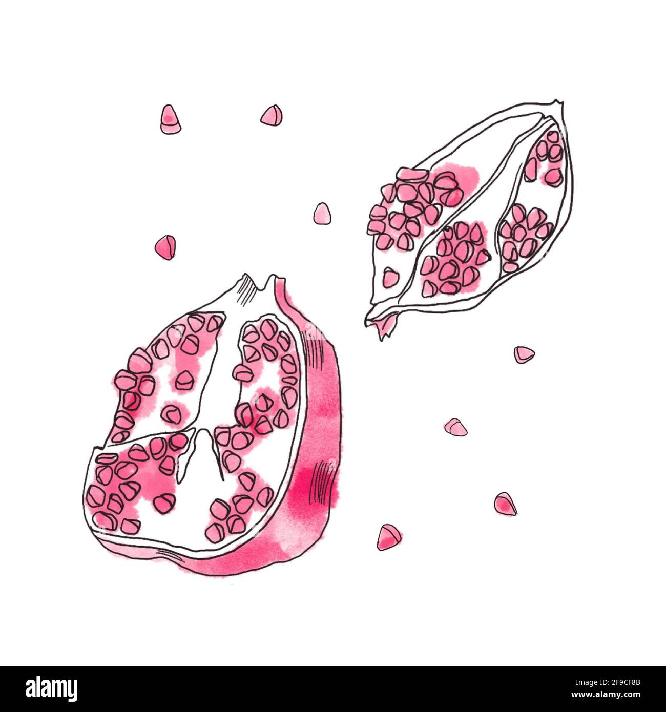 watercolor fruit pomegranate on white background. Line illustration  Stock Photo