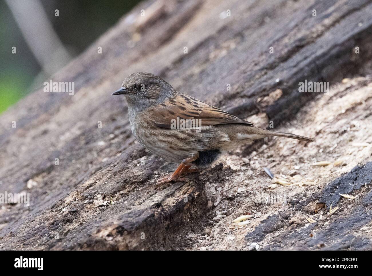 Dunnock UK; A dunnock, aka Hedge sparrow or hedge warbler, Prunella modularis, a common small garden bird in the UK Stock Photo