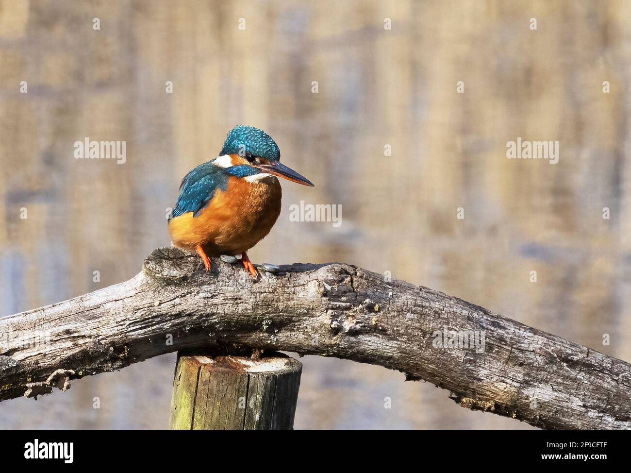 Kingfisher UK; a Common Kingfisher aka Eurasian Kingfisher, Alcedo atthis, perched on a post over water, Lackford Lakes Suffolk UK Stock Photo