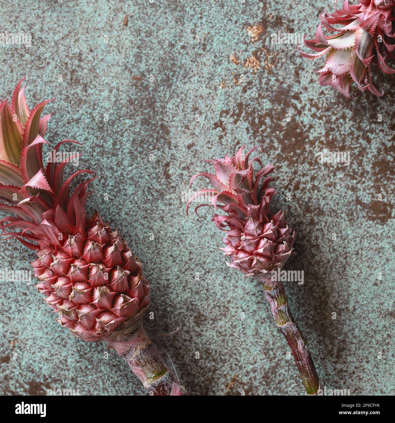 Decorative pink pineapples on turquoise background from above. Ananas Bracteatus bromeliad plant. Exotic floral design background Stock Photo