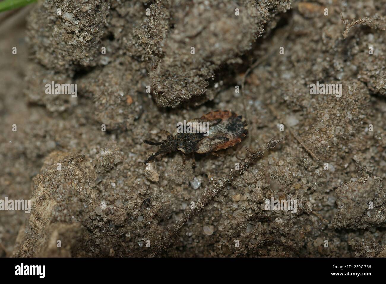 Closeup of a small common flatbug (Aradus depressus) on the soil Stock Photo
