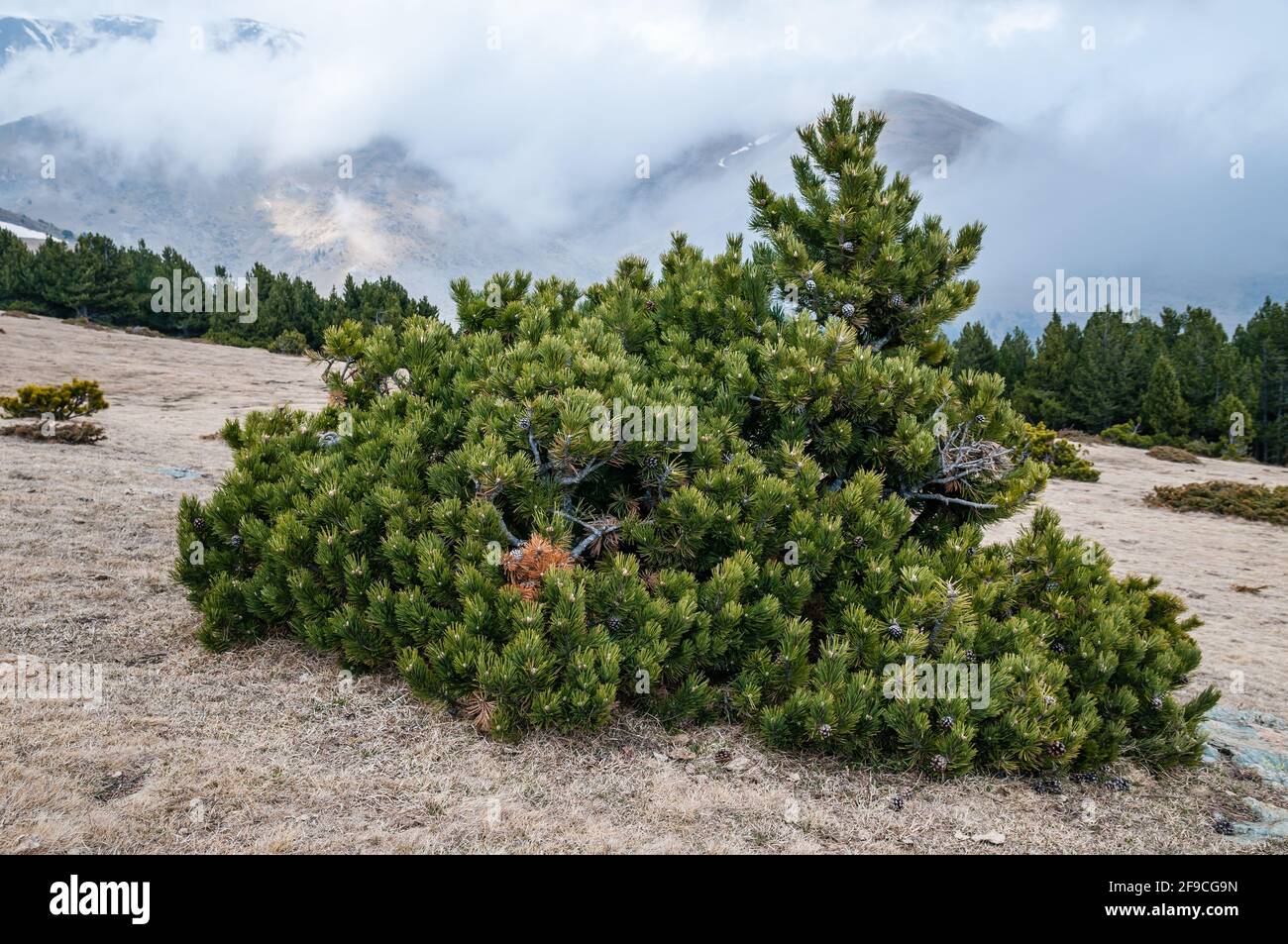 scrub mountain pine, Swiss mountain pine, Pinus mugo, near Puigmal peak, Planoles, Catalonia, Spain Stock Photo