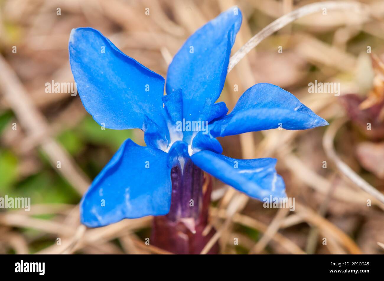 spring gentian, Gentiana verna, Planoles, Catalonia, Spain Stock Photo